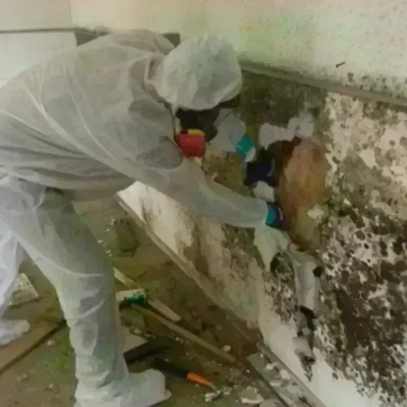 Mold Remediation and Removal in Wayne County, UT